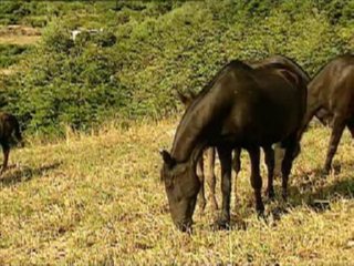 CABALLO (1)